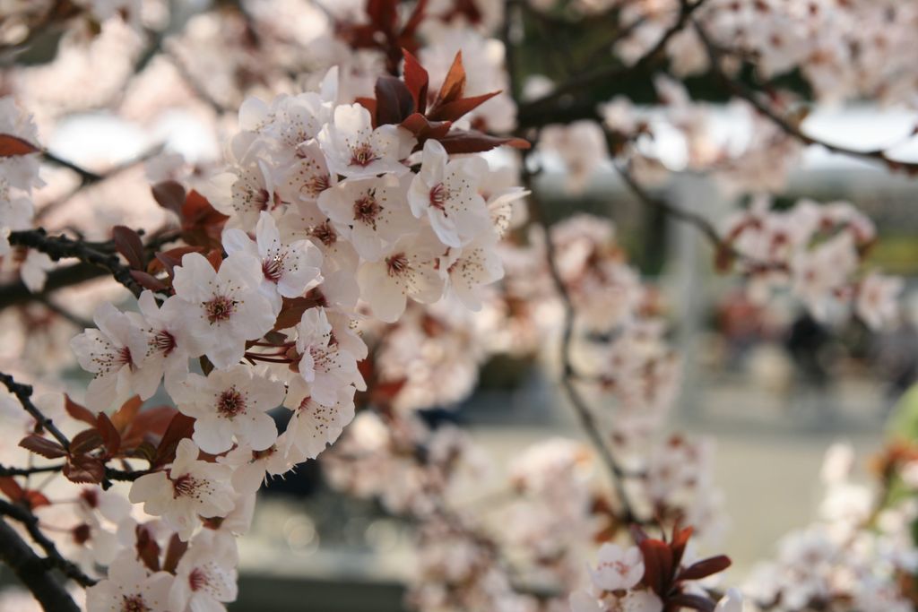 img_0004_31355187046_o