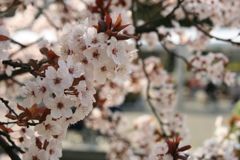 img_0004_31355187046_o