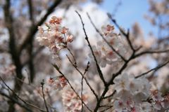 img_0016_31391287545_o