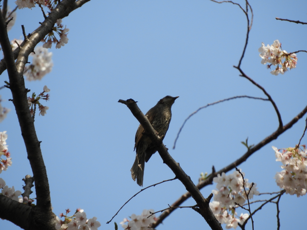 桜を謳歌