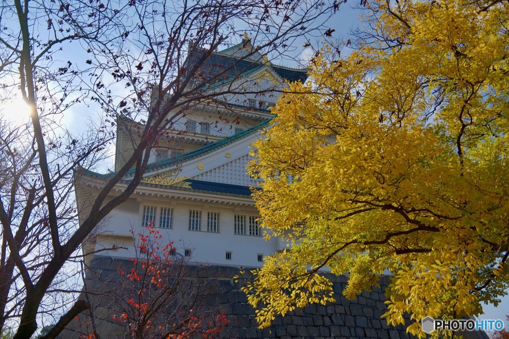銀杏と大阪城。