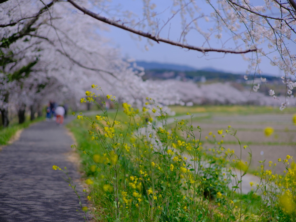 菜の花