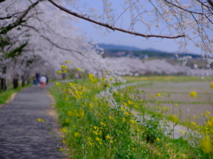 菜の花