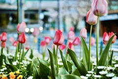 ちゅーりっぷ(‘ε‘ )