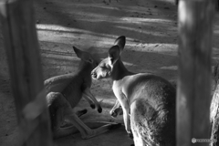 金網越しからカンガルー