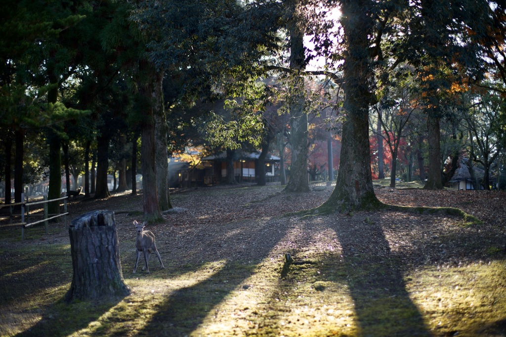 修学旅行以来の奈良