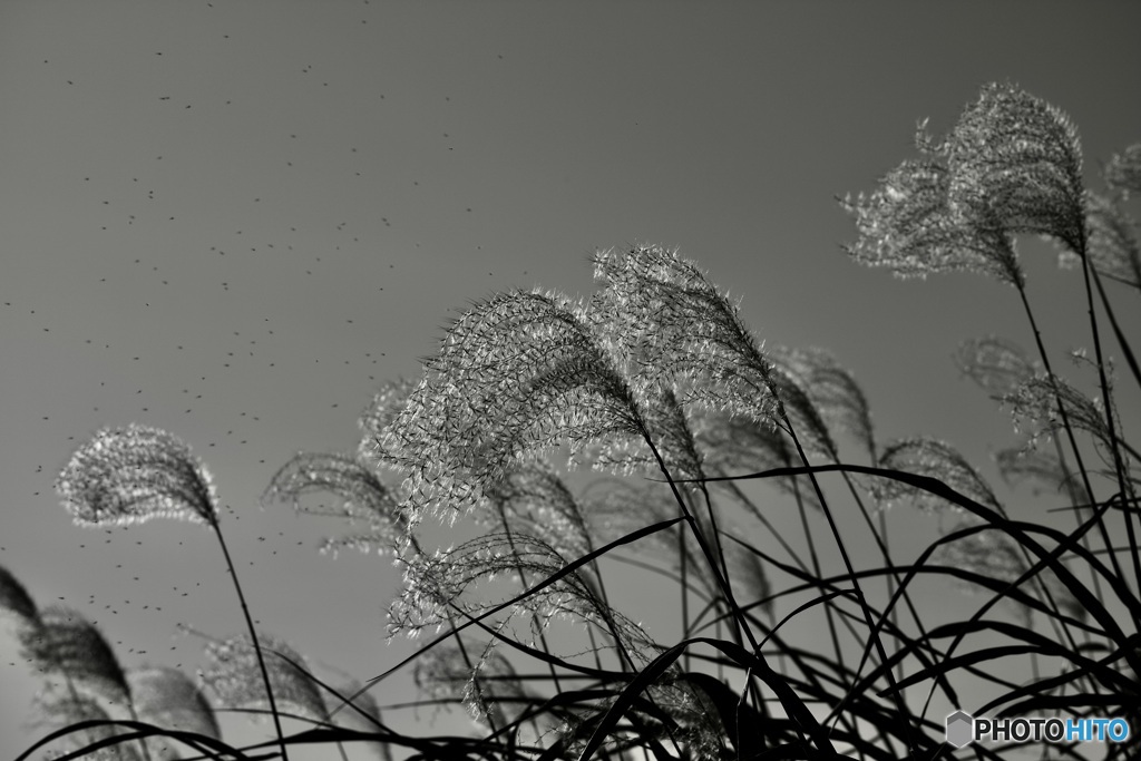 ススキと小さな虫