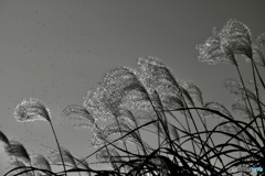 ススキと小さな虫