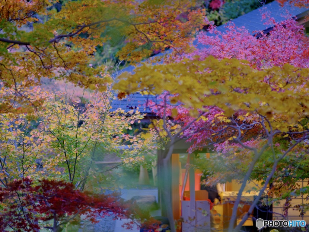 楓に囲まれた和菓子屋さん。