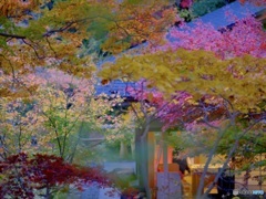 楓に囲まれた和菓子屋さん。