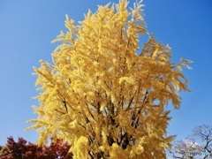 旧中山道沿いの銀杏。