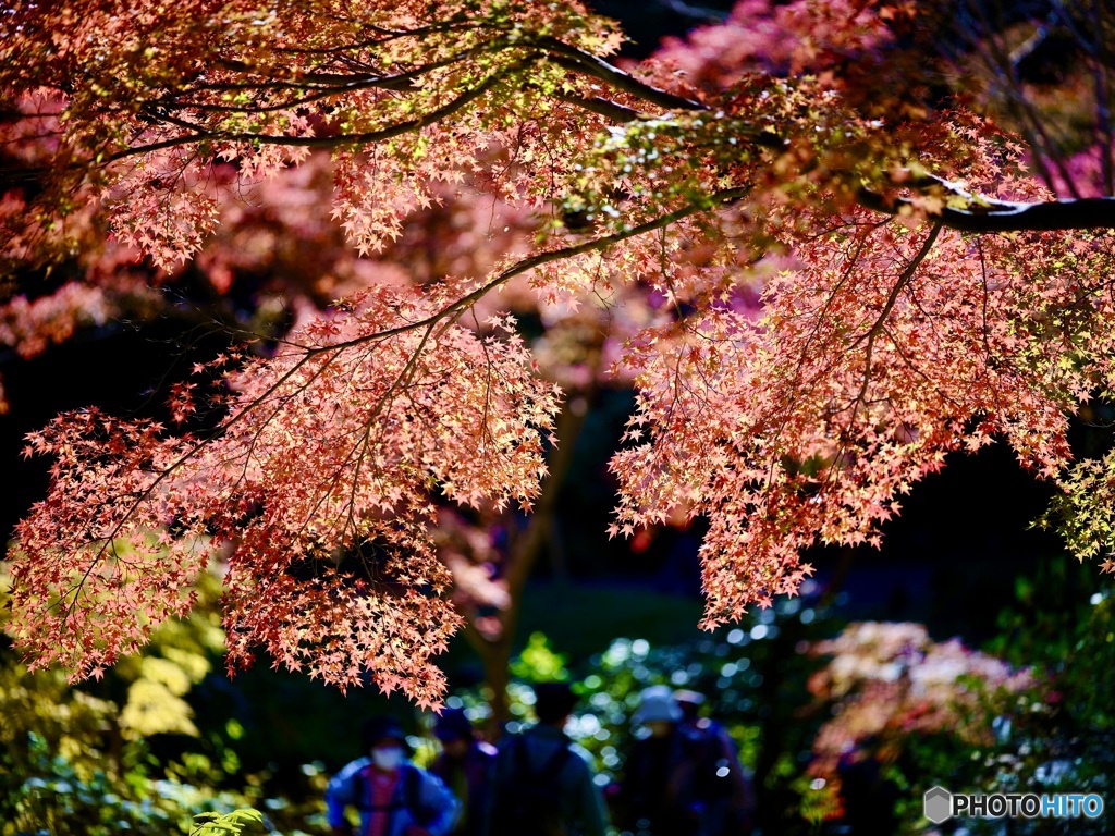 東山植物園を歩く