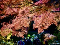 東山植物園を歩く
