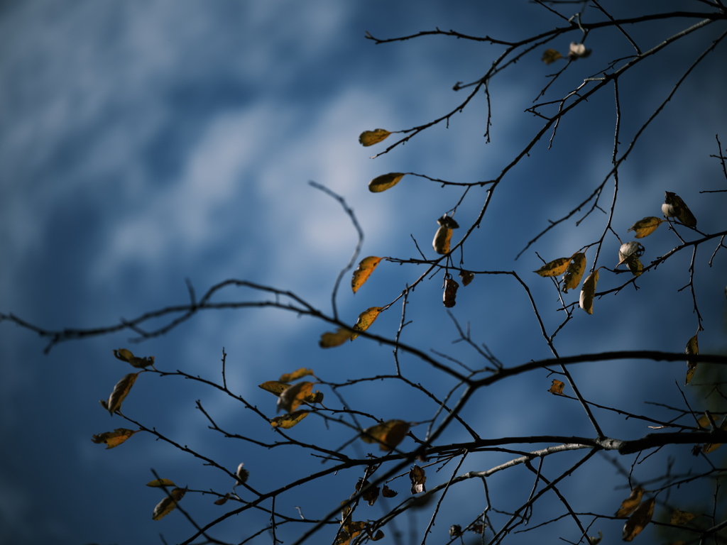 風に耐えた枯れ葉