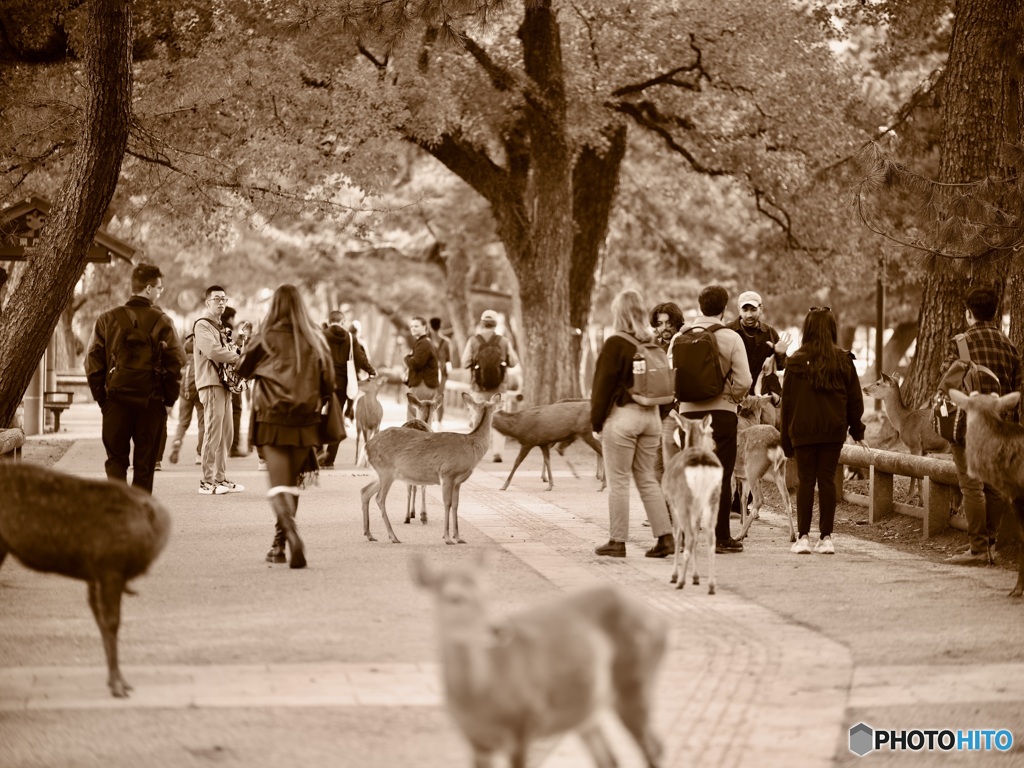 奈良の日常？