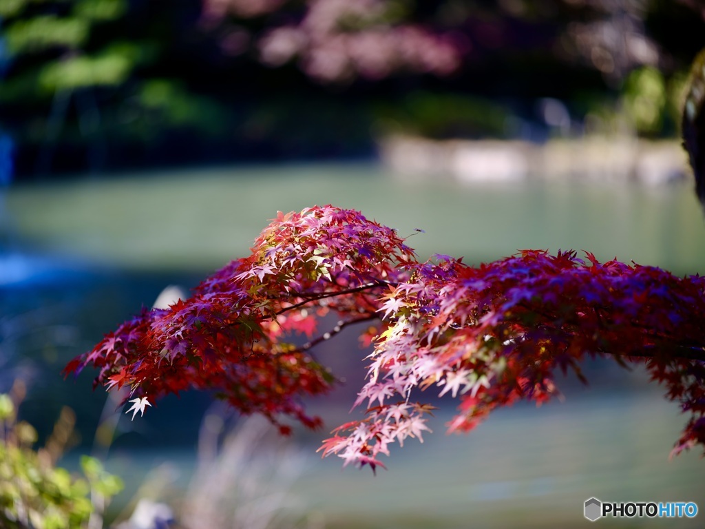 形が変だけど好きかな