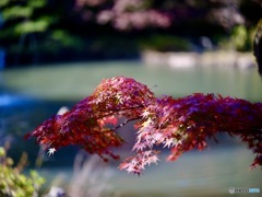 形が変だけど好きかな