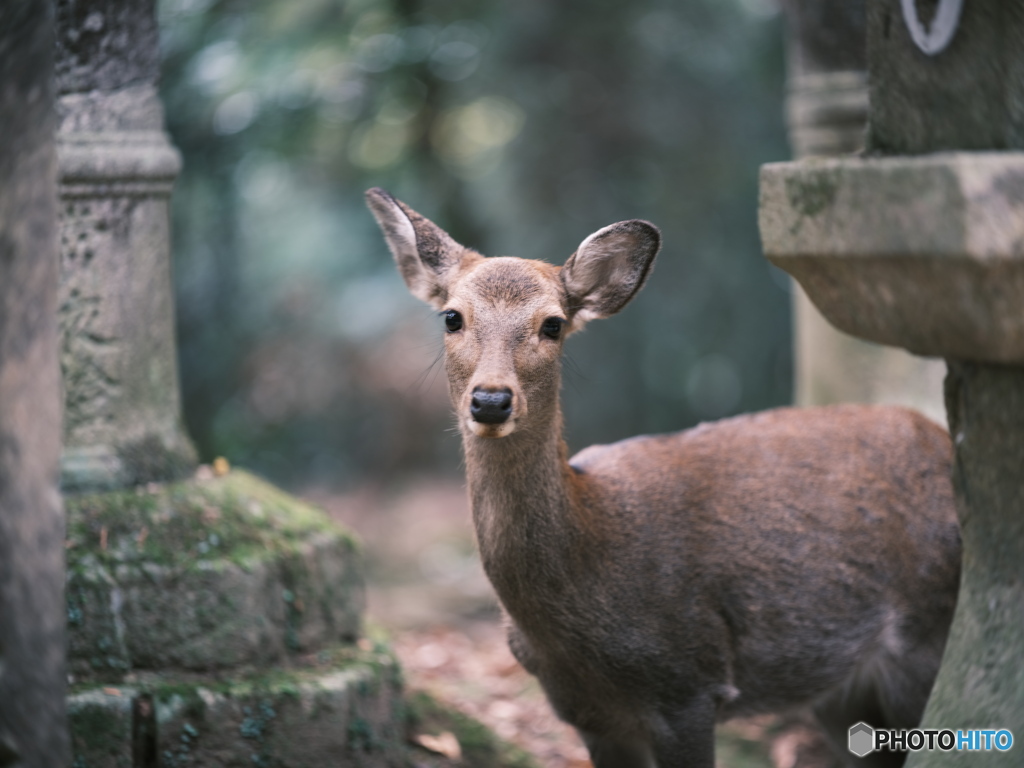 ウンウンとうなずく鹿。