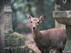 ウンウンとうなずく鹿。