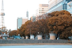 もこもこ街路樹。