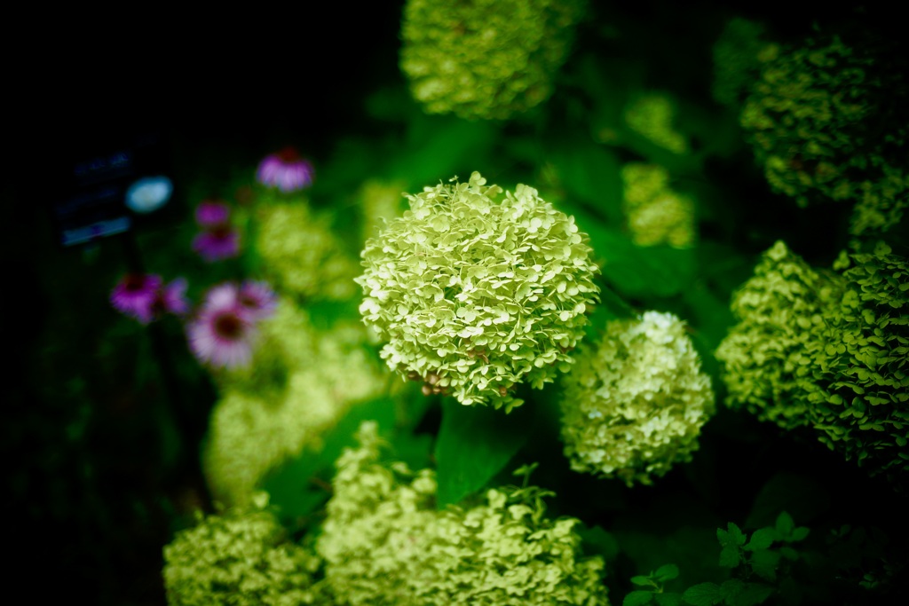 初々しい黄緑色