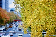 市内の銀杏は