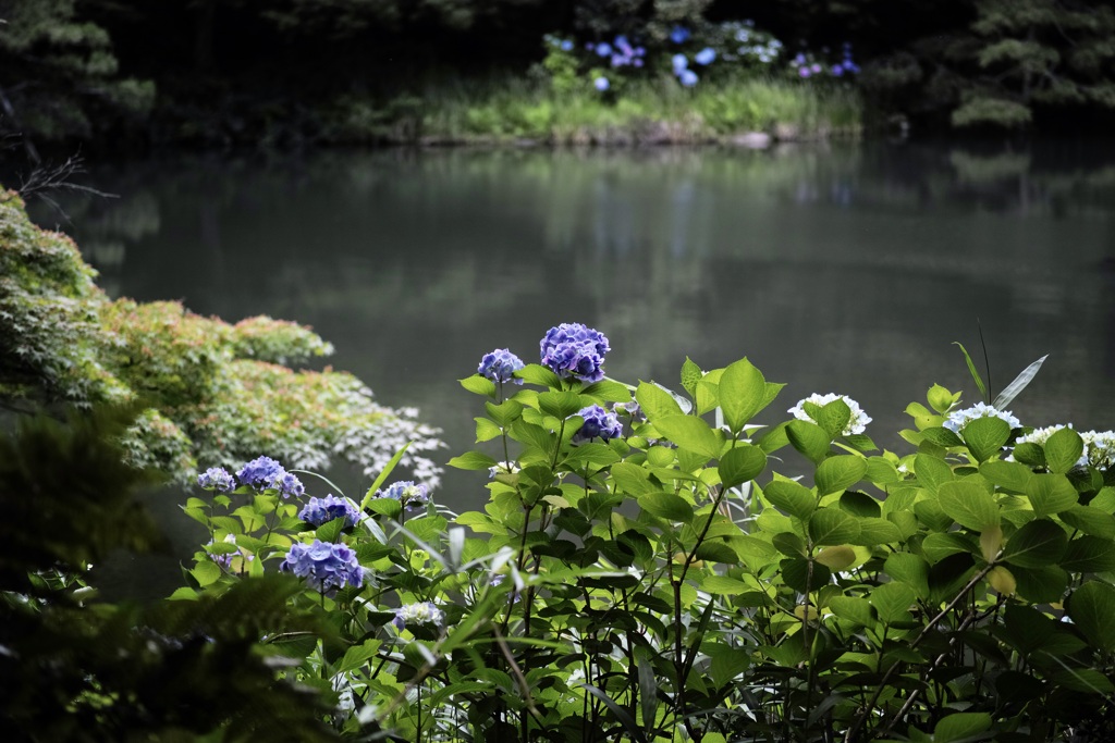 薄暗い池に輝く紫陽花