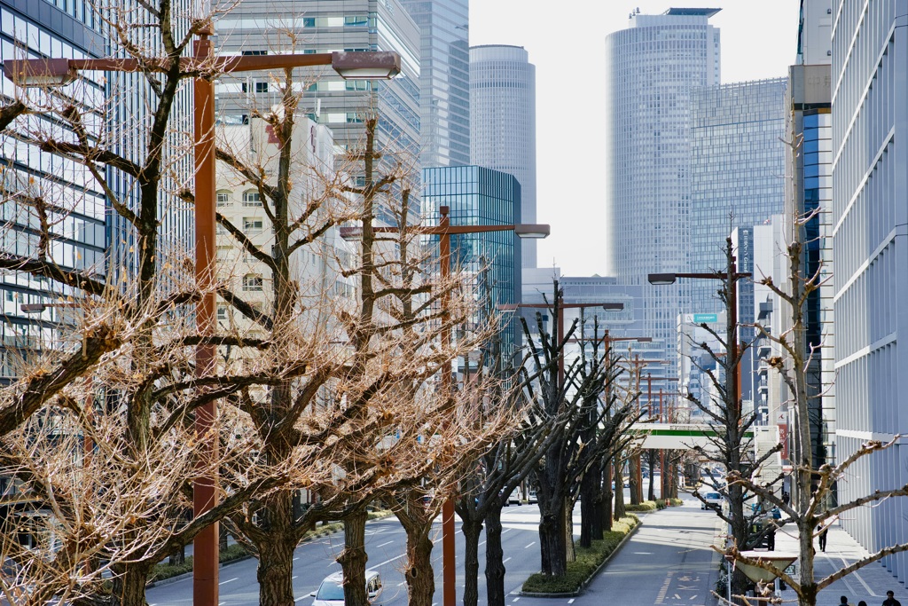桜通り