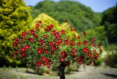 花フェスタへ