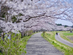 桜並木