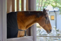 伊勢神宮の神馬。