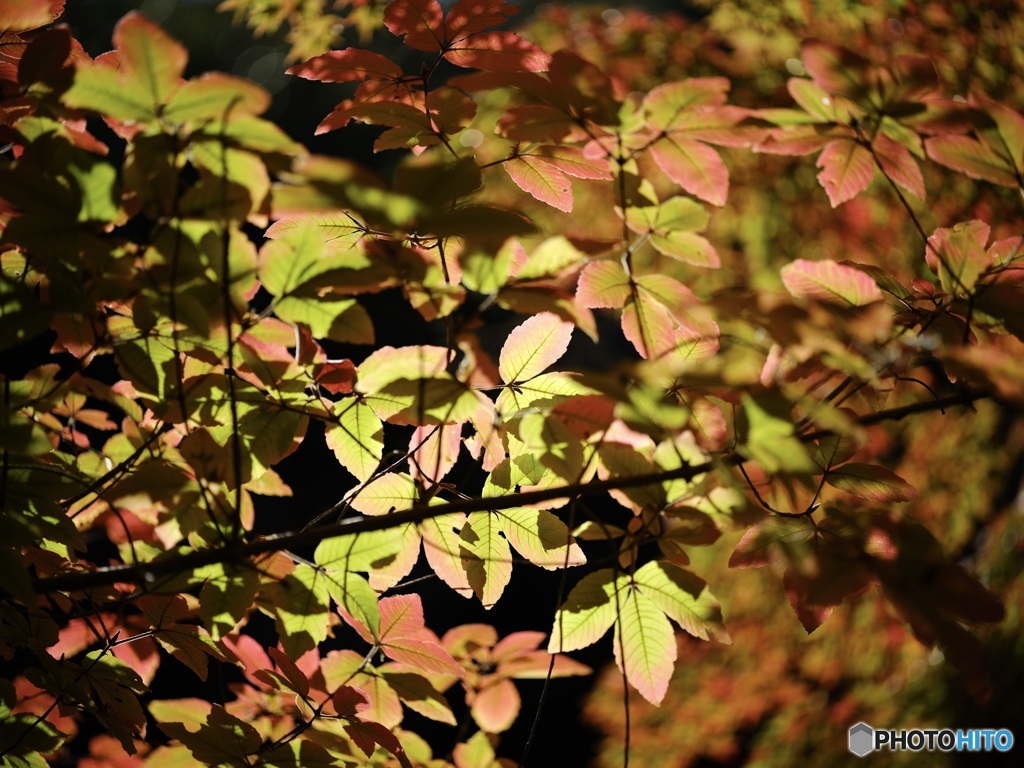 ステンドグラスのようだった。