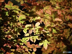 ステンドグラスのようだった。