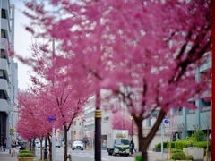 もう散り果ててしまいましたが