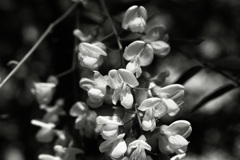 白い花