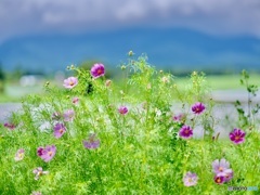 野辺山のコスモス。