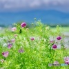 野辺山のコスモス。