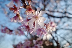 ジュウガツザクラ