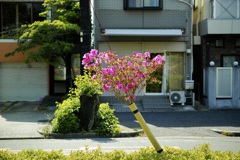 ツツジ
