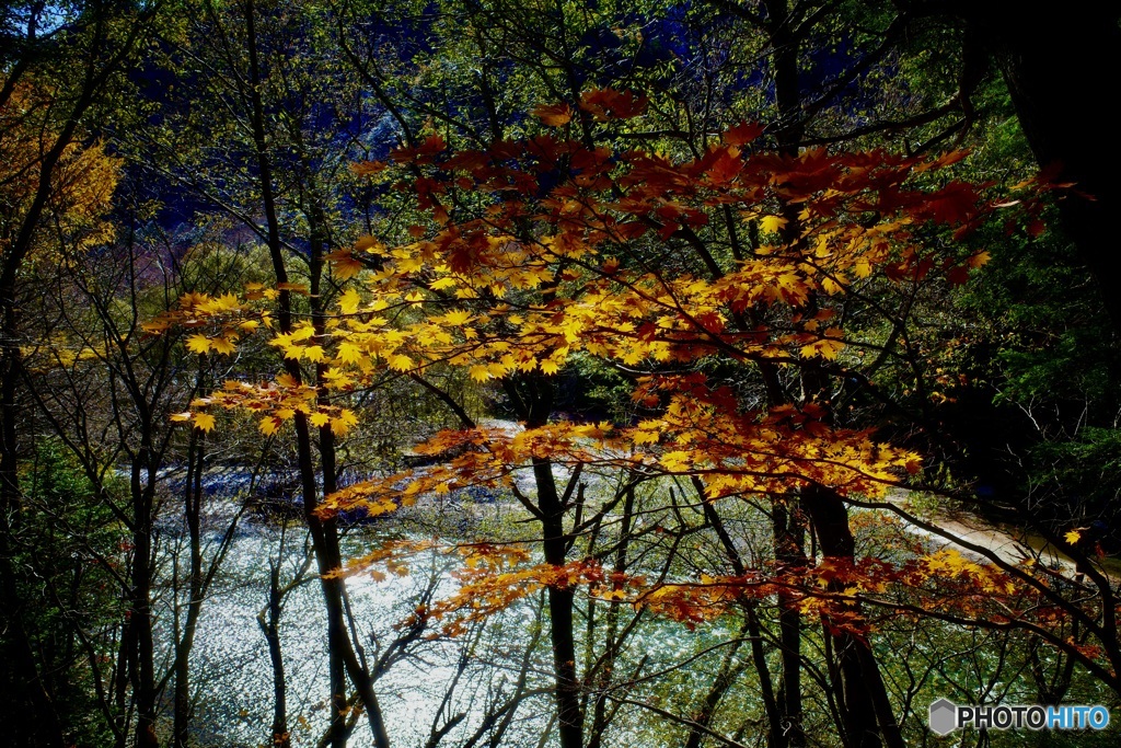 澄んだ梓川と楓。