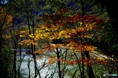 澄んだ梓川と楓。