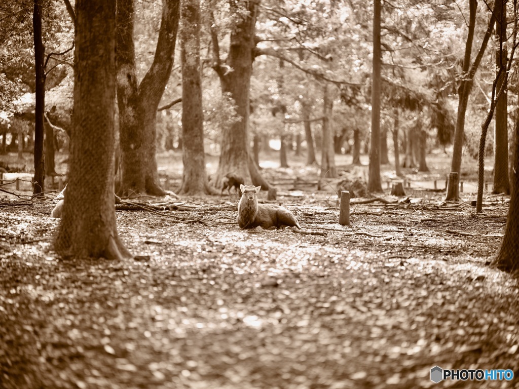 奈良公園。