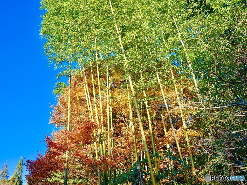 竹と楓の融合。