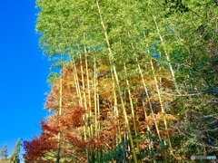 竹と楓の融合。