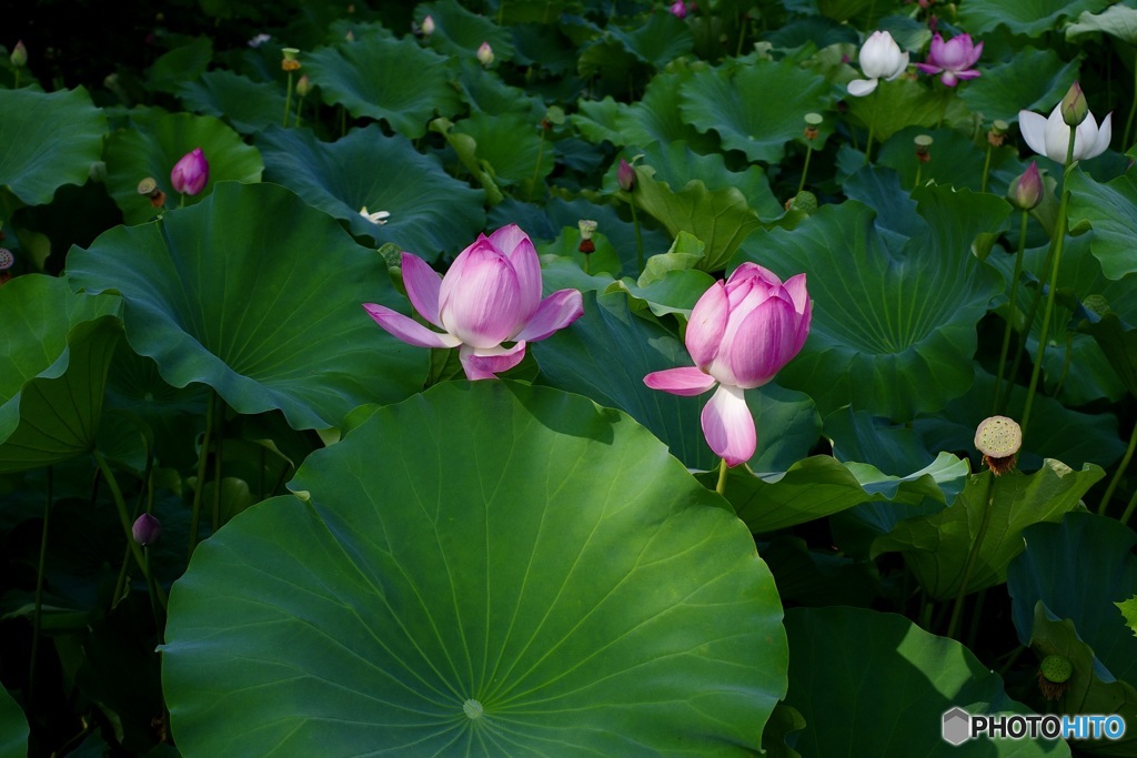 ハスの花