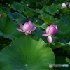 ハスの花