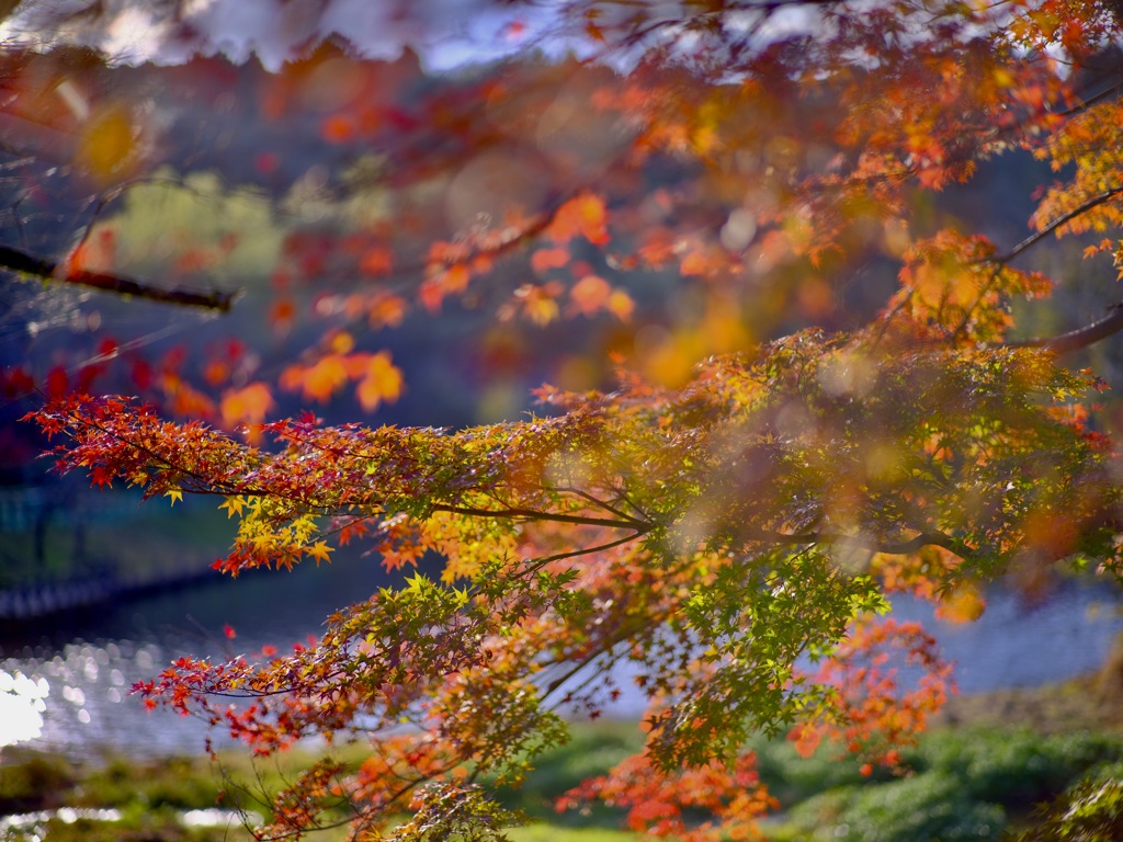 紅葉