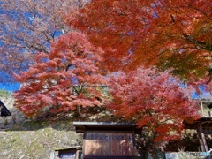 馬籠宿の楓