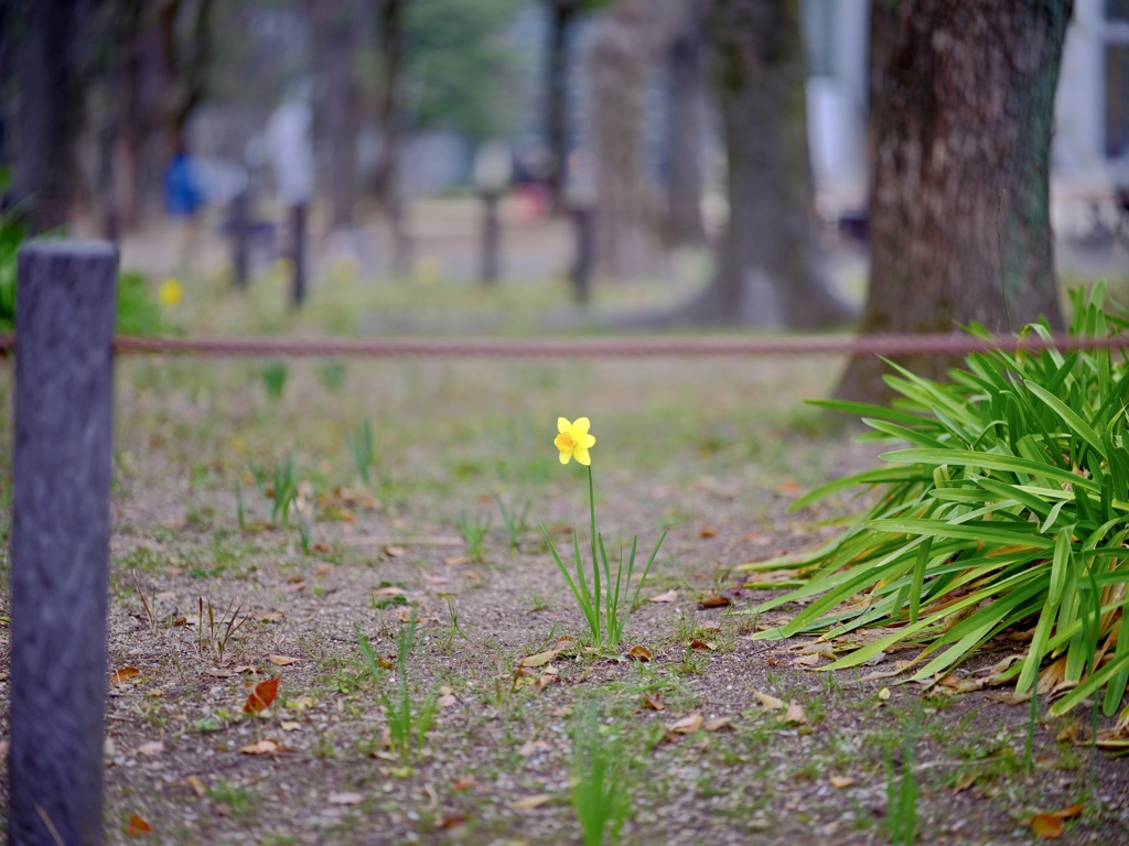 どこにでもある公園で