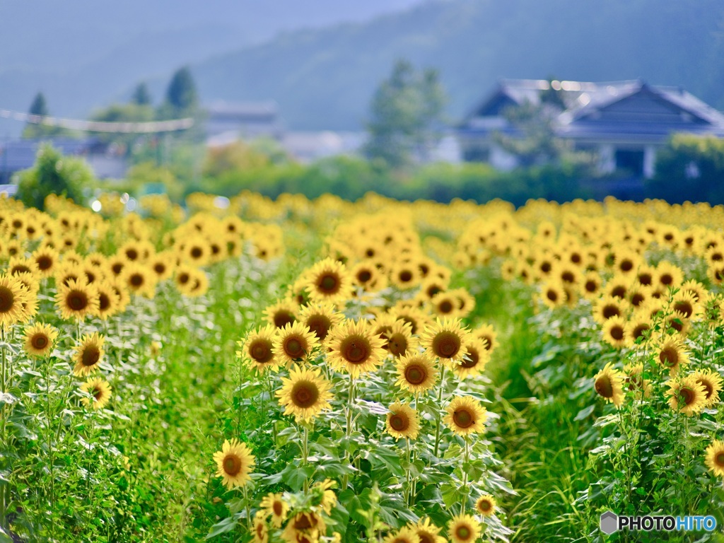 奥三河のひまわり